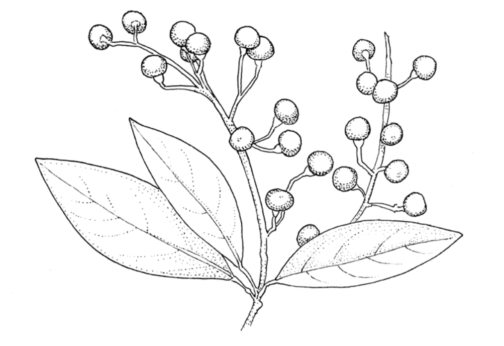 Pen-and-ink botanical drawing of a may chang (Litsea cubeba) branch, with smooth lance-shaped leaves and clusters of small round berries on fine stalks
