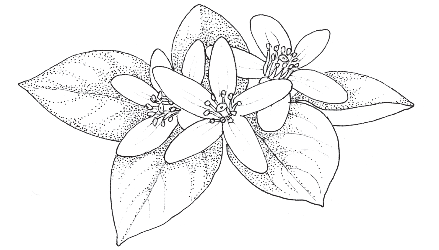 Pen-and-ink botanical drawing of bitter orange blossom (Citrus aurantium), showing three open five-petalled flowers with long stamens among broad oval leaves