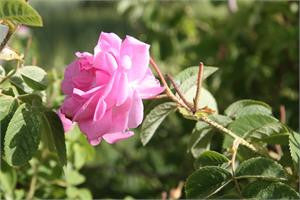 A pink damask rose in bloom on the bush