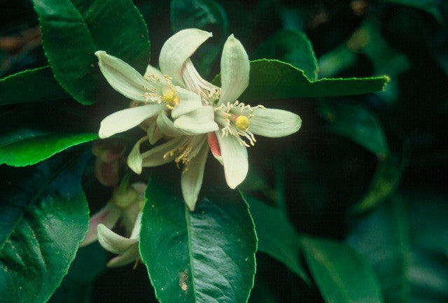 Close-up of an orange blossom flower among dark green leaves