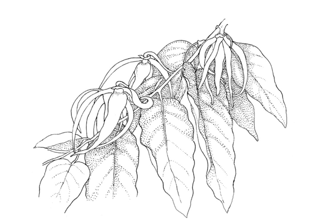 Pen-and-ink botanical drawing of a ylang ylang (Cananga odorata) branch, with drooping clusters of long ribbon-like petals among large veined leaves